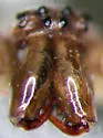 Tetragnatha versicolor - photo 4