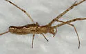 Tetragnatha versicolor - photo 5