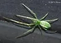 Tetragnatha viridis