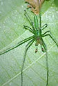 Tetragnatha viridis - photo 2