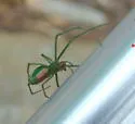 Tetragnatha viridis - photo 3