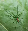 Tetragnatha viridis - photo 4