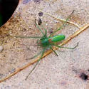 Tetragnatha viridis - photo 5