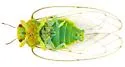 Sugarberry Psyllid - photo 2