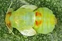 Sugarberry Psyllid - photo 3