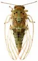 Sugarberry Psyllid - photo 4