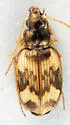 Tetragonoderus fasciatus