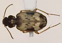 Tetragonoderus fasciatus - photo 2