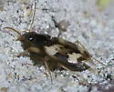 Tetragonoderus fasciatus - photo 3