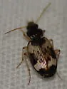 Tetragonoderus fasciatus - photo 4