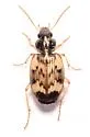 Tetragonoderus fasciatus - photo 5