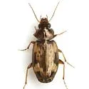 Tetragonoderus intersectus