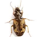 Tetragonoderus intersectus - photo 2