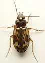 Tetragonoderus intersectus - photo 3