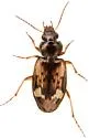 Tetragonoderus intersectus - photo 4