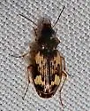 Tetragonoderus intersectus - photo 5