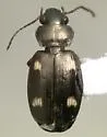 Tetragonoderus laevigatus