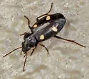 Tetragonoderus laevigatus - photo 2