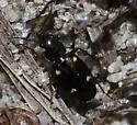 Tetragonoderus laevigatus - photo 4
