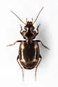 Tetragonoderus laevigatus - photo 5