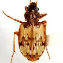 Tetragonoderus latipennis