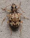 Tetragonoderus latipennis - photo 2