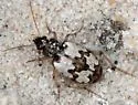 Tetragonoderus latipennis - photo 3