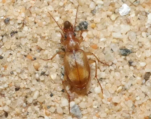 Tetragonoderus pallidus - photo 2