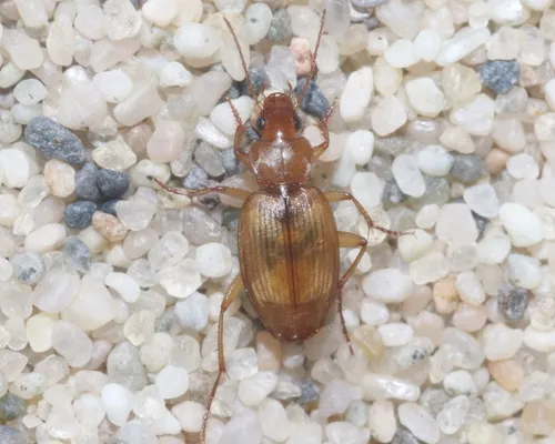 Tetragonoderus pallidus - photo 3