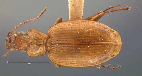 Tetragonoderus pallidus - photo 4