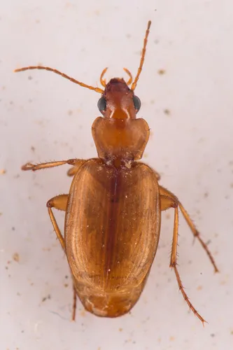 Tetragonoderus pallidus - photo 5