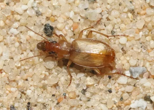 Tetragonoderus pallidus - photo 6