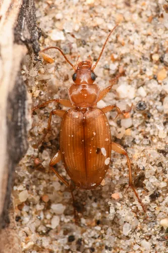 Tetragonoderus pallidus - photo 7