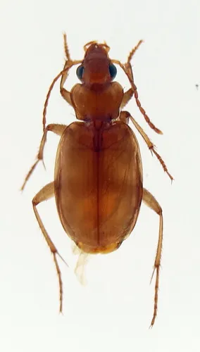 Tetragonoderus pallidus - photo 8