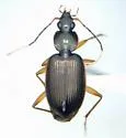 Tetraleucus picticornis