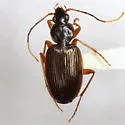 Tetraleucus picticornis - photo 2