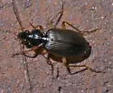 Tetraleucus picticornis - photo 3