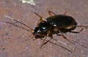 Tetraleucus picticornis - photo 4