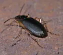 Tetraleucus picticornis - photo 5