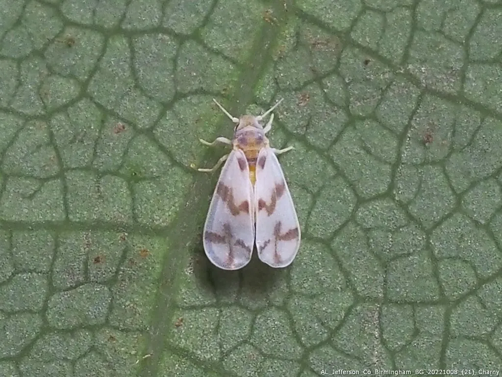 Mulberry Whitefly - photo 2