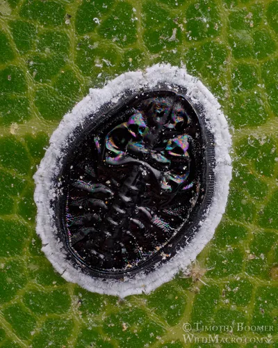Tetraleurodes perileuca - photo 2