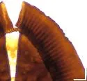 Tetralicia acaudata - photo 3