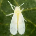 Tetralicia nigrans
