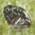 Tetralicia nigrans - photo 2