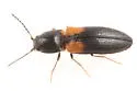 Tetralimonius humeralis - photo 2