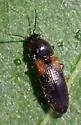 Tetralimonius humeralis - photo 3