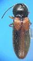 Tetralimonius humeralis - photo 4