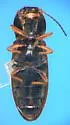 Tetralimonius humeralis - photo 5