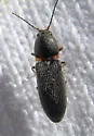 Tetralimonius maculicollis