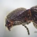 Tetralimonius maculicollis - photo 3